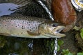 Brown trout