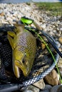 Brown trout Royalty Free Stock Photo