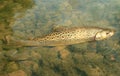 Brown trout