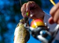 Brown trout being caught in fishing net. Fly fishing. Fisherman and trophy trout. Fly rod and reel with a brown trout Royalty Free Stock Photo