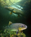 The Brown Trout and a big Northern Pike. Royalty Free Stock Photo