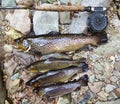 Brown Trout Catch
