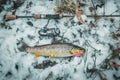 Brown trout close-up. Trout fishing