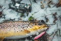 Brown trout close-up. Trout fishing