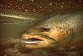 Large brown trout fish resting in shallow water