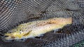 A brown trout in a fishing net and water with a fly in it`s mouth Royalty Free Stock Photo