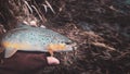 Brown trout in the hand of a fisherman. Spinning fishing Royalty Free Stock Photo