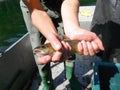 Brown trout lacustrine form salmo trutta lacustris Royalty Free Stock Photo