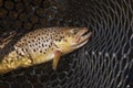 Brown trout in a landing net in a northern Minnesota lake Royalty Free Stock Photo