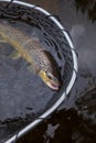 Brown trout in a landing net in a northern Minnesota lake Royalty Free Stock Photo