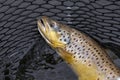 Brown trout in a landing net in a northern Minnesota lake Royalty Free Stock Photo