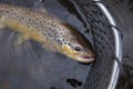 Brown trout in a landing net in a northern Minnesota lake Royalty Free Stock Photo