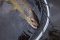 Brown trout in a landing net in a northern Minnesota lake Royalty Free Stock Photo