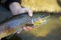 Brown trout portrait