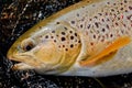 Brown trout portrait Royalty Free Stock Photo
