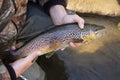 Brown trout portrait