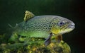 The Brown Trout (Salmo Trutta).