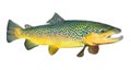 The Brown Trout (Salmo Trutta). Royalty Free Stock Photo