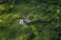 Brown trout - Salmo trutta, beautiful colored popular river fish