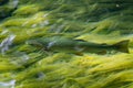 Brown trout - Salmo trutta, beautiful colored popular river fish