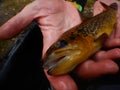 Brown trout Salmo trutta European species of salmonid fish being measured