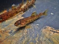Brown trout Salmo trutta European species of salmonid fish being measured