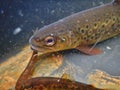 Brown trout Salmo trutta European species of salmonid fish being measured