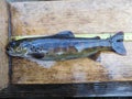 Brown trout Salmo trutta European species of salmonid fish being measured