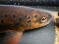 Brown trout Salmo trutta European species of salmonid fish being measured Royalty Free Stock Photo