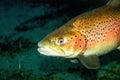 brown trout Salmo trutta