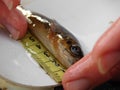 The brown trout Salmo trutta European species of salmonid fish to as riverine ecotype juvenile specimen on measure board