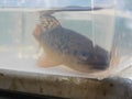 Brown trout Salmo trutta European species of salmonid fish underwater shot