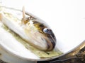 Brown trout Salmo trutta European species of salmonid fish underwater shot