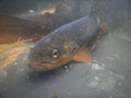 Brown trout Salmo trutta European species of salmonid fish widely introduced into suitable environments globally