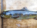 The brown trout Salmo trutta European species of salmonid fish widely introduced into suitable environments globally includes pur