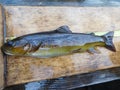 Brown trout Salmo trutta European species of salmonid fish being measured