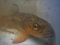 Brown trout Salmo trutta European species of salmonid fish widely introduced into suitable environments globally