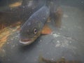 Brown trout Salmo trutta European species of salmonid fish being measured