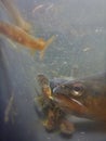 Brown trout Salmo trutta European species of salmonid fish being measured