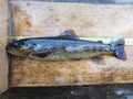 The brown trout Salmo trutta European species of salmonid fish widely introduced into suitable environments globally includes pur