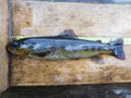 The brown trout Salmo trutta European species of salmonid fish widely introduced into suitable environments globally includes pur