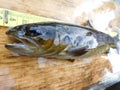 The brown trout Salmo trutta European species of salmonid fish widely introduced into suitable environments globally includes pur