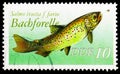 Brown Trout Salmo trutta f. fario, Freshwater Fish serie, circa 1988