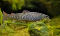 Brown trout (Salmo trutta fario) in the aquarium Royalty Free Stock Photo