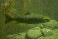 The Brown trout Salmo trutta fario. Royalty Free Stock Photo