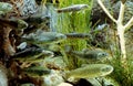 Brown Trout, salmo trutta fario, Group of Juveniles Royalty Free Stock Photo