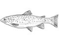 Brown trout or Salmo trutta  Freshwater Fish Cartoon Drawing Royalty Free Stock Photo