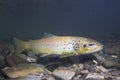 Brown trout Salmo trutta preparing for spawning Royalty Free Stock Photo