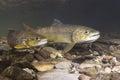 Brown trout Salmo trutta preparing for spawning