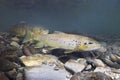 Brown trout Salmo trutta Underwater photography Royalty Free Stock Photo